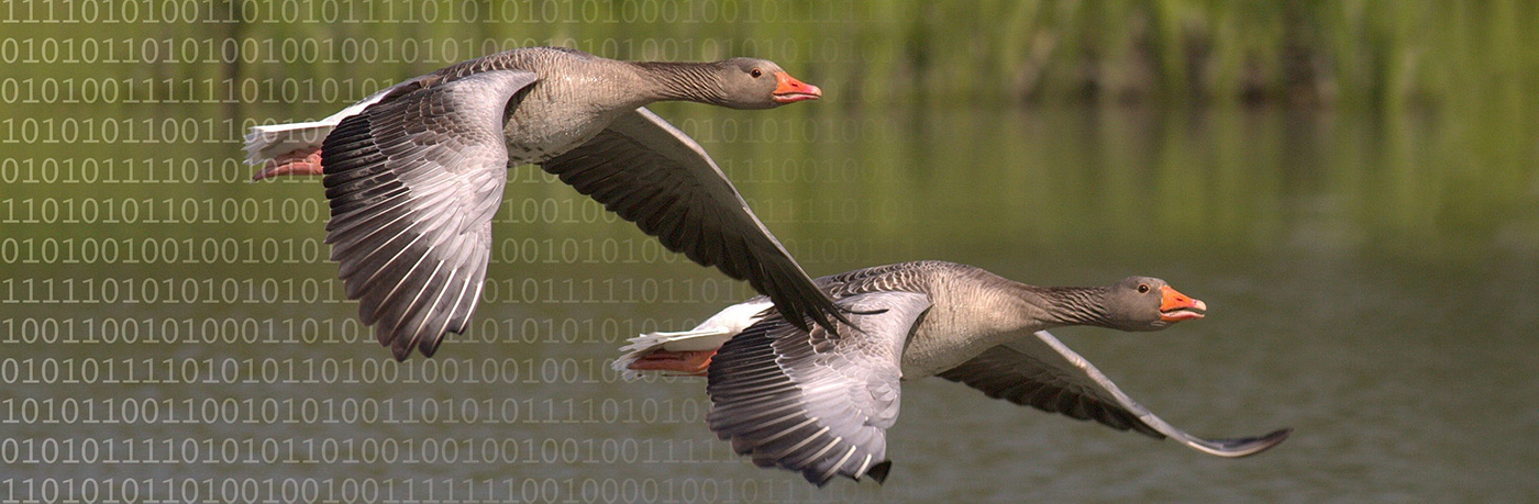 Data Geese